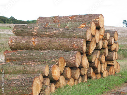 logs photo