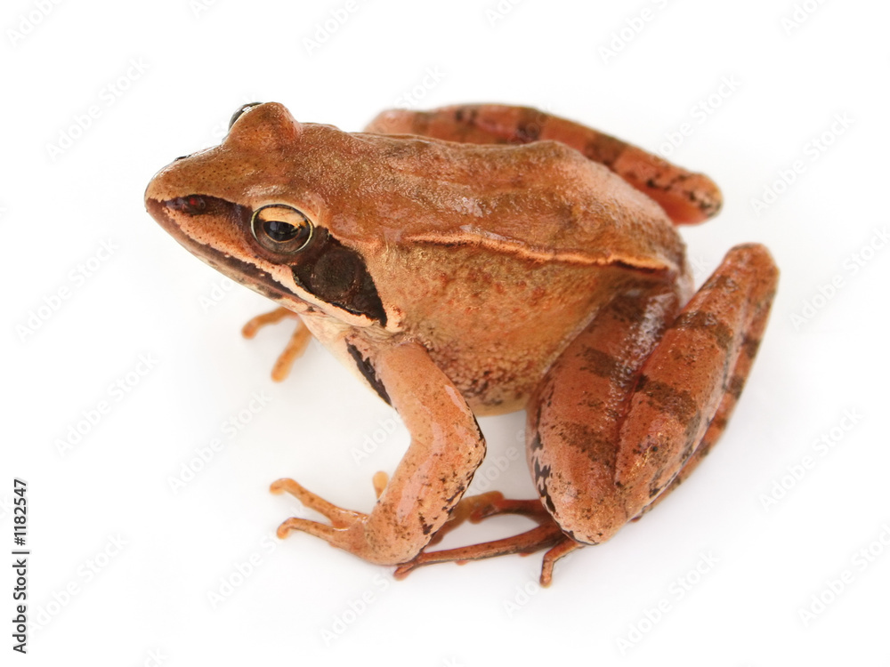 Naklejka premium brown frog