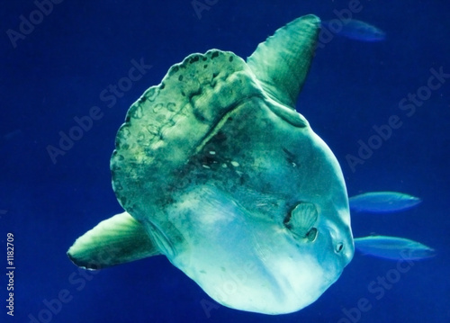 sunfish