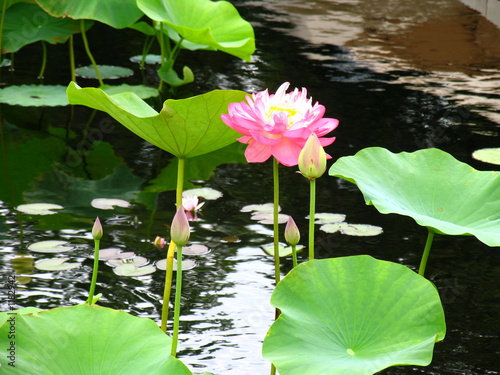 lone lily