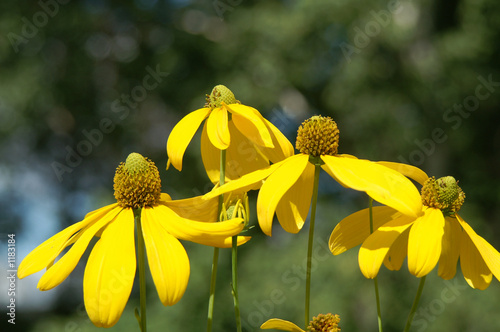 rudbeckia nitida 'herbstsonne'