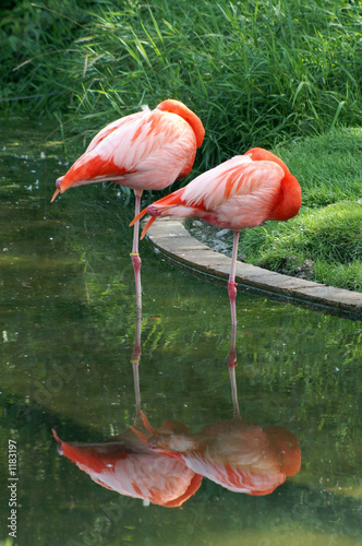 sleeping flamingoes