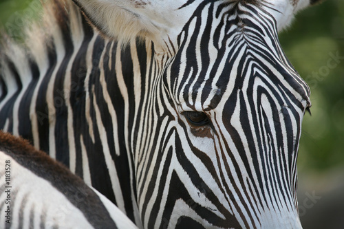 Fototapeta Naklejka Na Ścianę i Meble -  zebra close-up