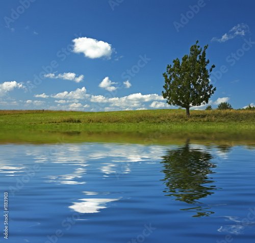 blue sky and tree in the field reflecting in the water