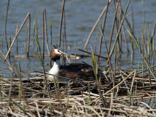 great crested grebe hatching photo