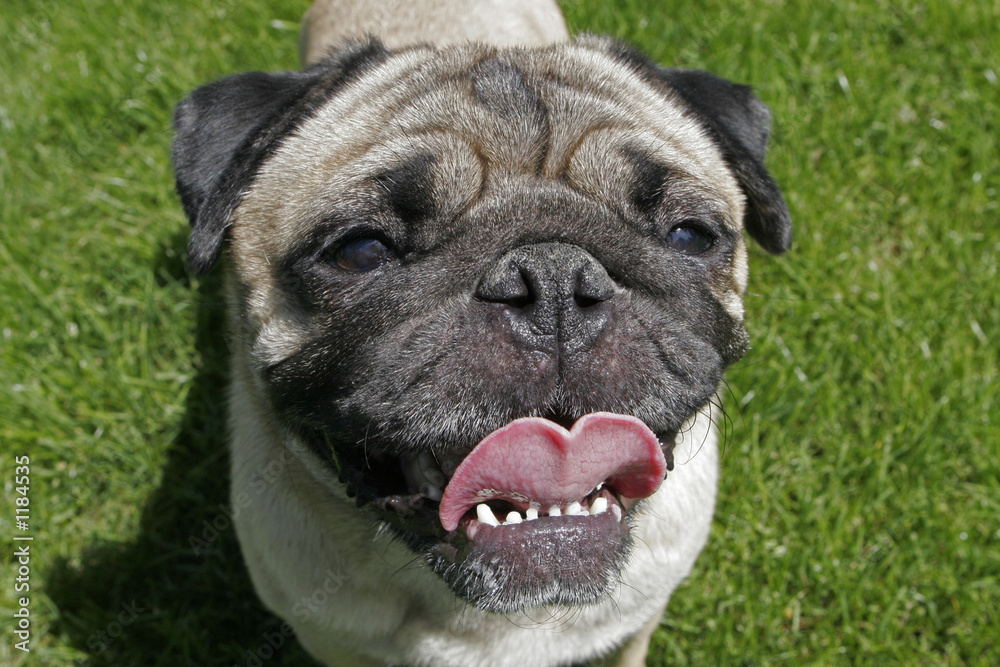 pug dog