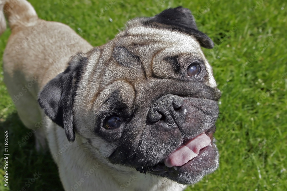 pug pug