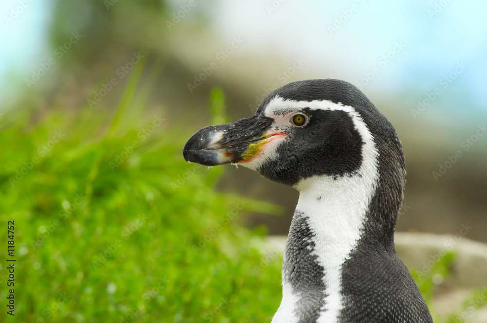 Fototapeta premium cute penguin