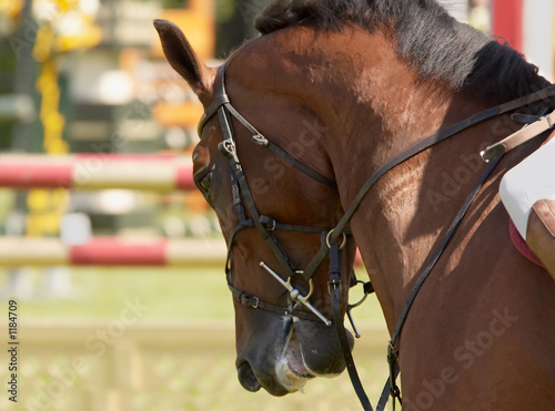beautiful horse