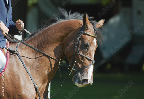 beautiful horse