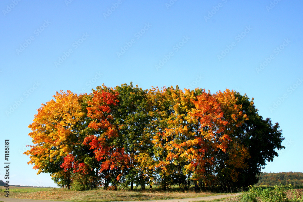Obraz premium herbst in bayern