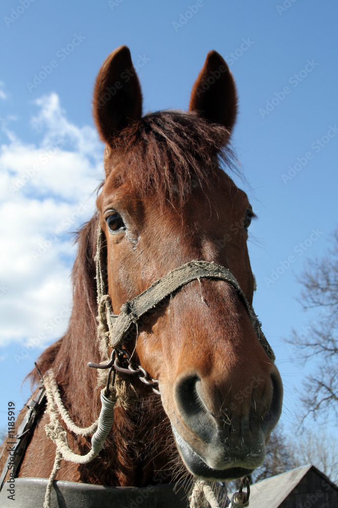 Fototapeta premium workhorse