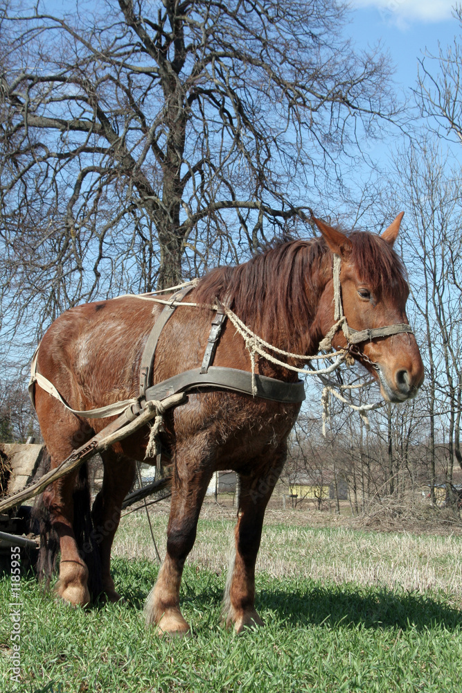 workhorse workhorse