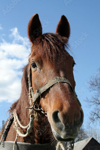 workhorse