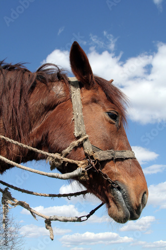workhorse