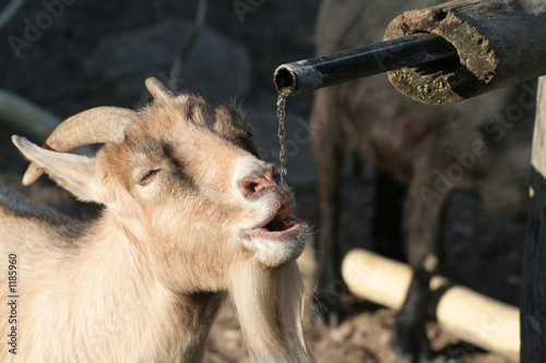 goat