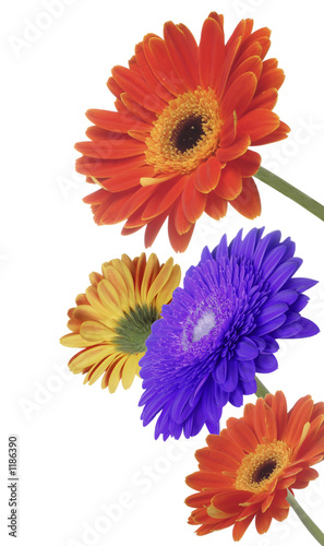 gerbera flowers isolated on white