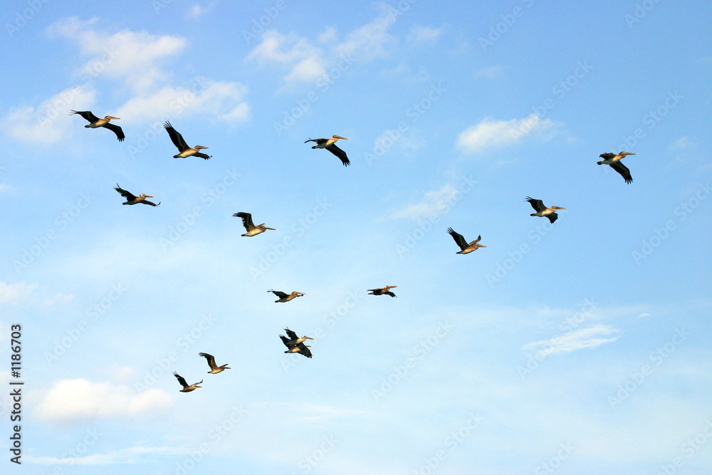 brown pelicans flying