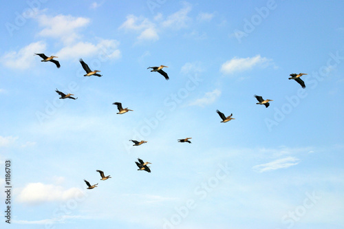 brown pelicans flying