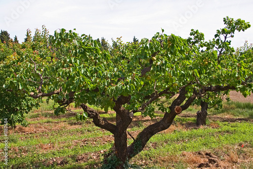 apricot tree