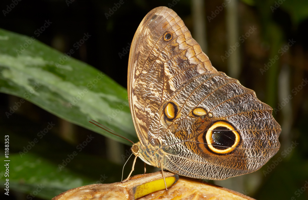 Obraz premium butterfly