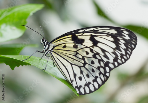 butterfly © Eric Gevaert