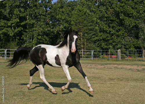 prancing pinto © Sharon Morris