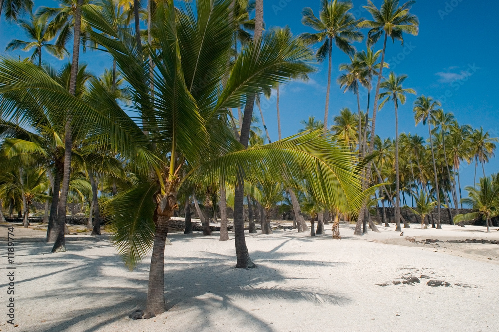 palm trees on the beach palm trees on the beach