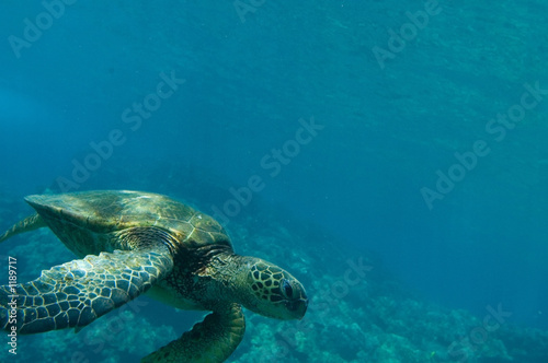 tropical underwater scene - sea turtle © Vlad Turchenko