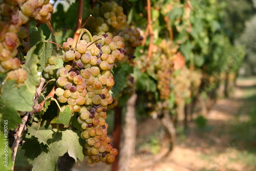 vignes