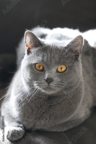 chat
