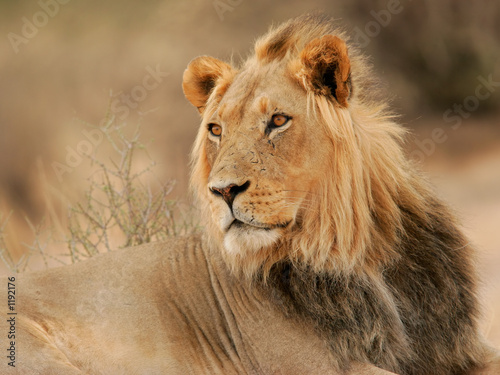 big male lion © EcoView