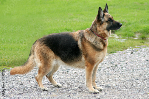 german shepherd dog © Sally Wallis