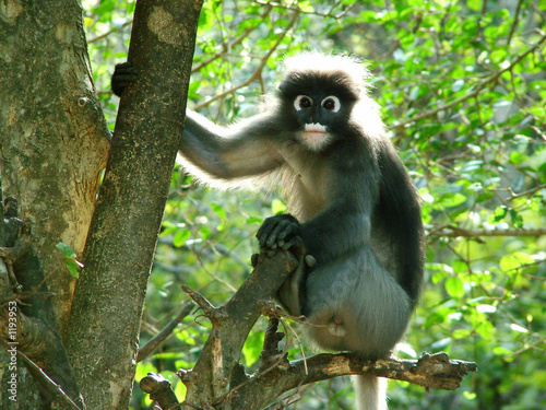 singe, thailande