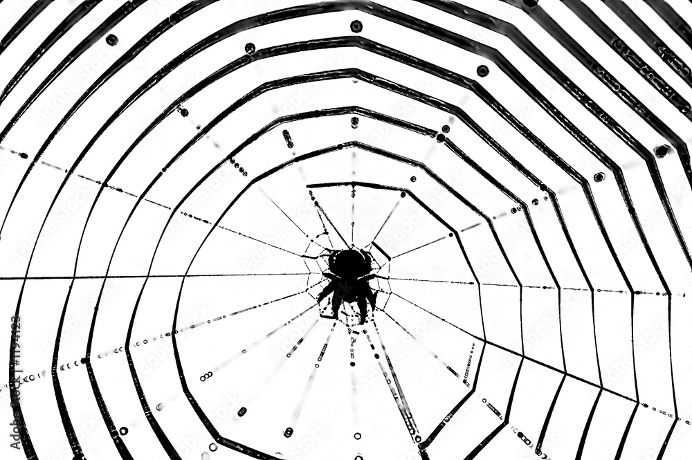 Obraz premium animalische geometrie