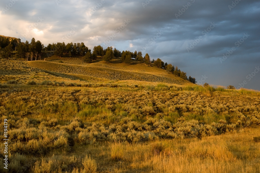 Fototapeta premium field of gold