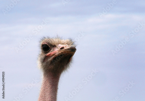 ostrich head
