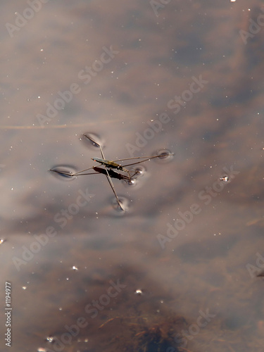 gerris lacustris (common pond skater)