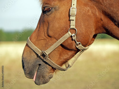 talking horse