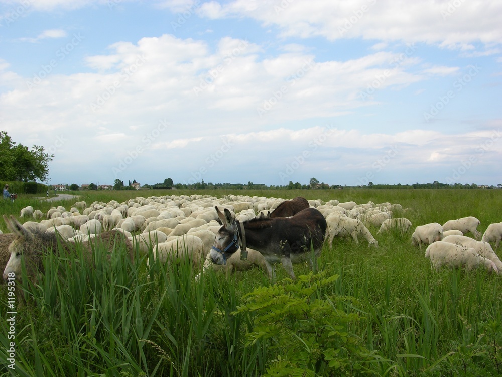 Fototapeta premium tuscany view