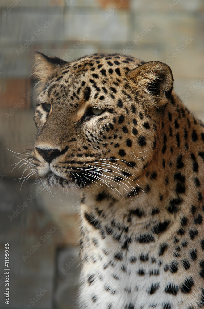 persian leopard persian leopard