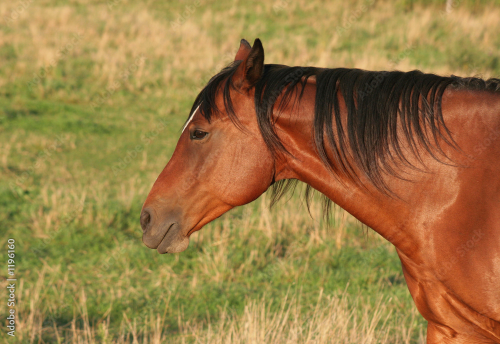 Fototapeta premium horse side portrait
