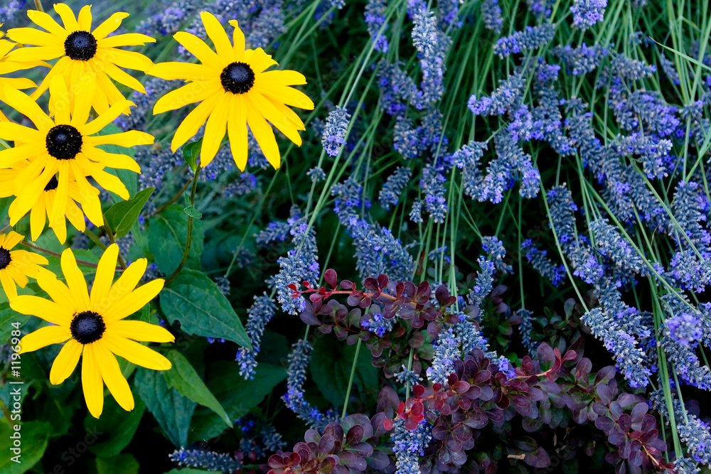 Naklejka premium countryside
