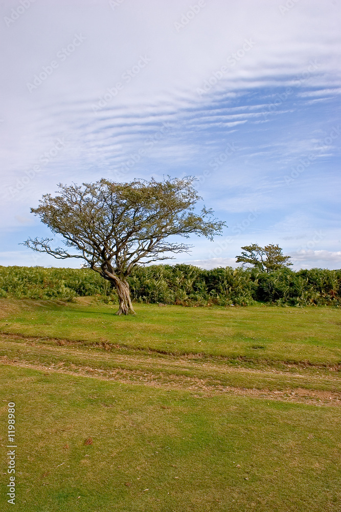 Fototapeta premium sheepstor berry tree