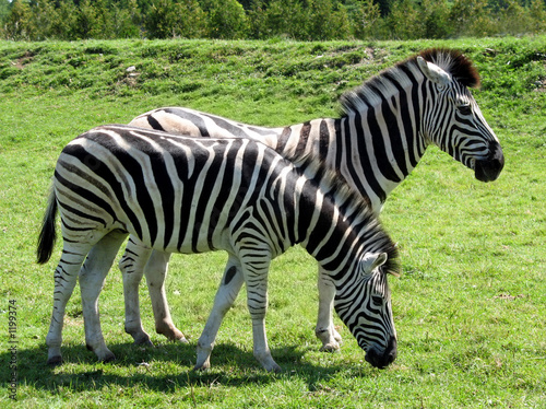 two zebras with one bending