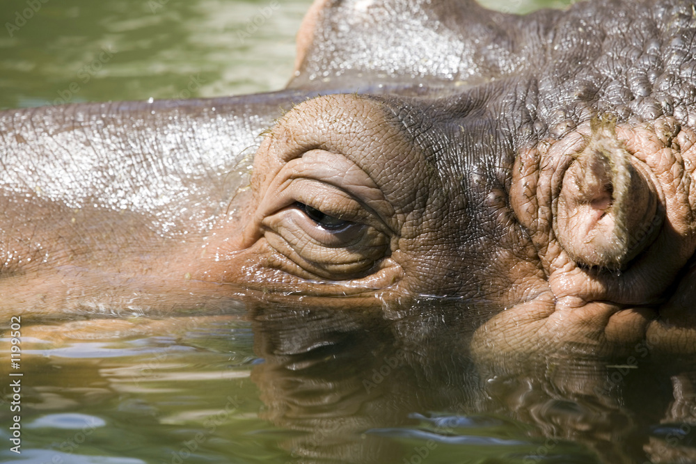 Fototapeta premium hipopotamo8536