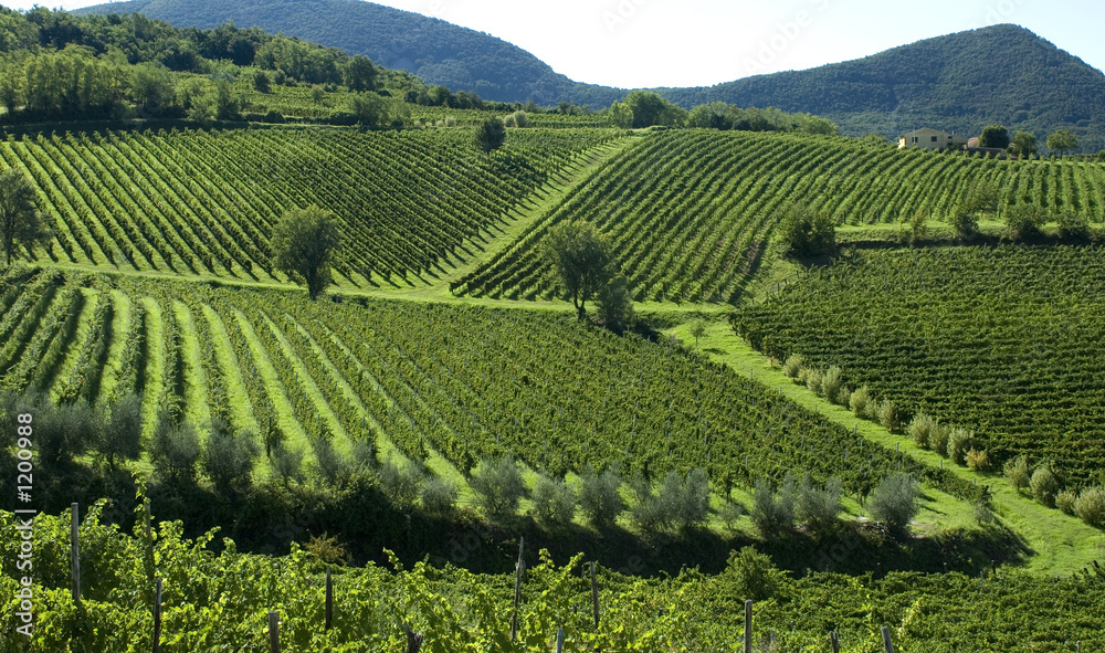italian vineyards 6
