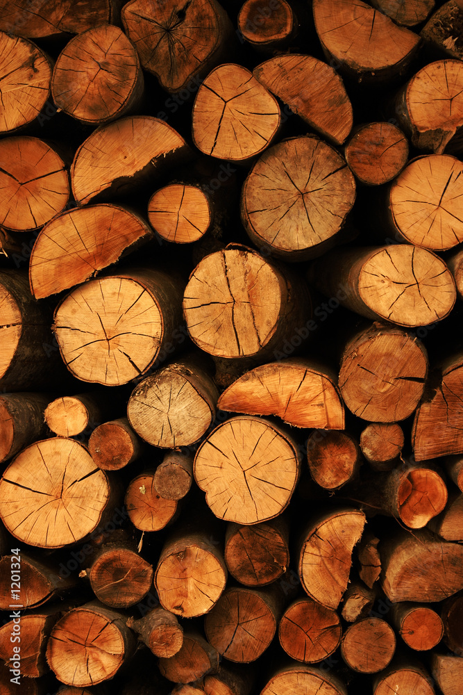 Fototapeta premium got wood!