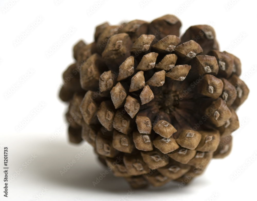 big pinecone