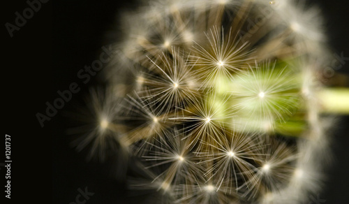 macro of dandelion
